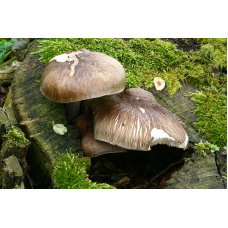 Мицелий Плютея оленьего / Олений гриб (Pluteus cervinus)